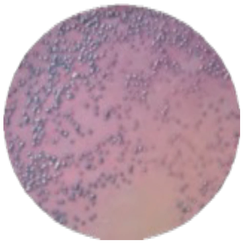 Хромогенная среда для выделения E.coli 0157:H7 MF019 Хромогенная среда для выделения E.coli 0157:H7 MF019
