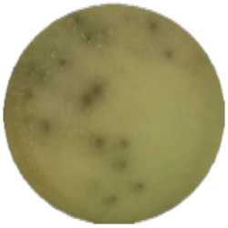 Желчно-эскулиновый агар с азидом натрия MF004