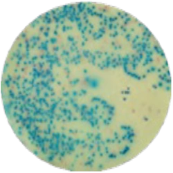 Хромогенная среда для выделения сальмонелл MF020