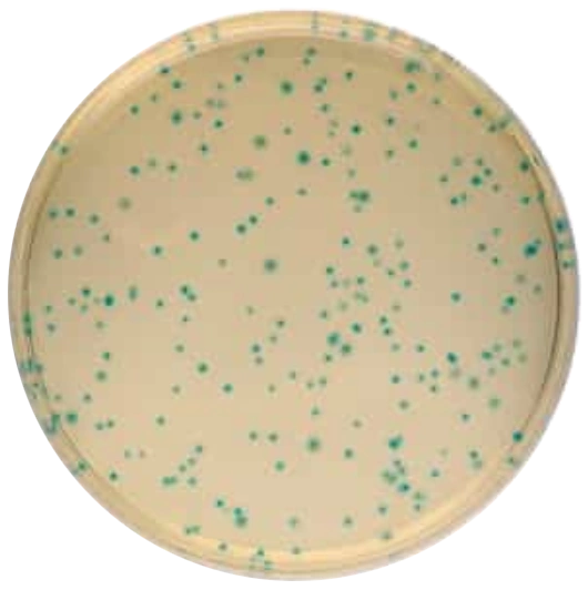 Bacillus Cereus Селективная добавка 1098750010