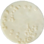 Триптон-соевый агар MF006