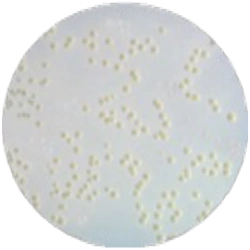 Среда Чапмена-Стоуна MF008