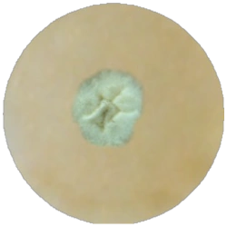 Сусло-бульон MF017