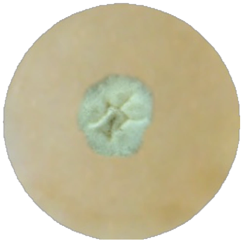 Сусло-бульон MF017