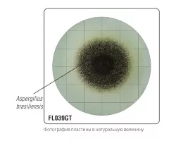 Среда Сабуро с декстрозой и нейтрализаторами (твин, лецитин, гистидин, тиосульфат) для гигиенического мониторинга (γ-облученная, в тройной упаковке) FL0039GT